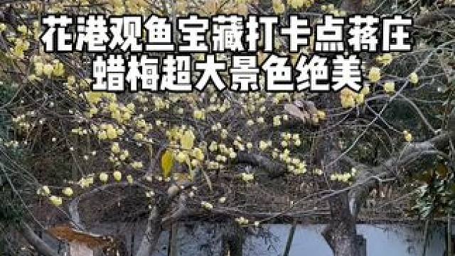 花量惊人！花港观鱼蒋庄蜡梅开了 花量惊人！花港观鱼蒋庄蜡梅开了，园林本身景致也是顶级，拍汉服绝对出片