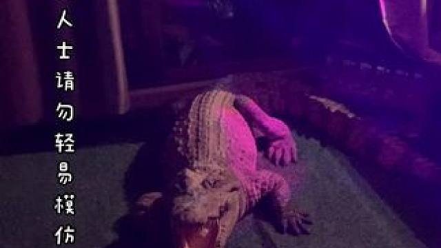 南方大壁虎特别会享受，晚上就蹦迪