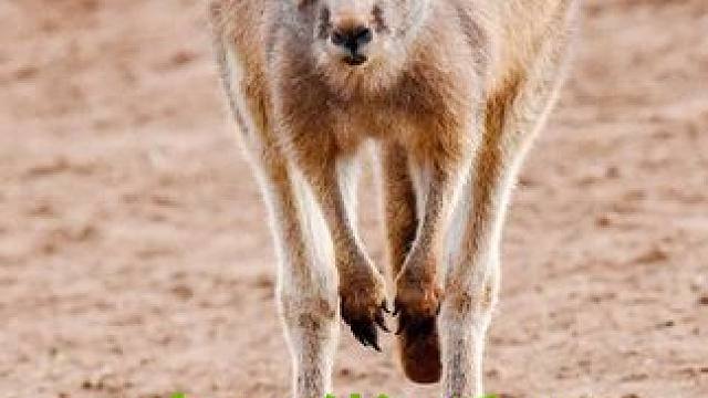 袋鼠美女和她185的追求者 #粉丝一千万上热门入口 #上热门 #幽默解说 #动物世界