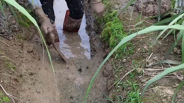 吃甘蔗有多甜，种甘蔗就有多苦