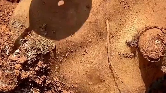 雪莲果有吃过的宝宝吗？