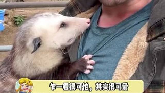 好可爱的负鼠修勾，看久了眉清目秀的