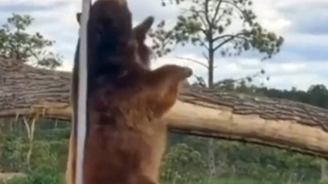 熊是真熊，正不正经，你们说吧