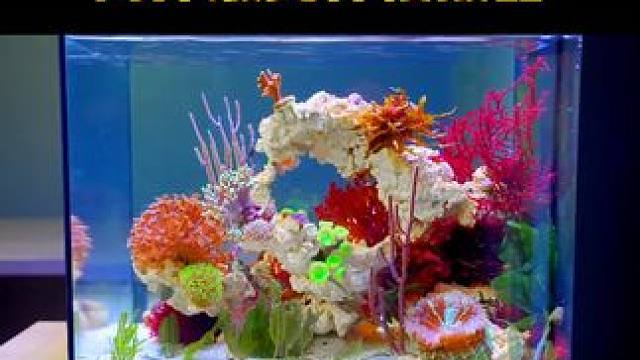 上帝模拟器：见证海洋生态缸100天的巨变！  #鱼缸  #鱼缸造景  #上帝模拟器 