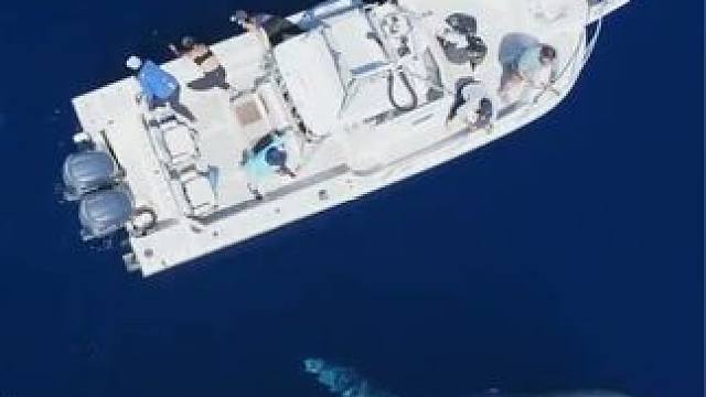 比霸王龙还大20倍的动物，就生活在我们的身边，蓝鲸 #蓝鲸