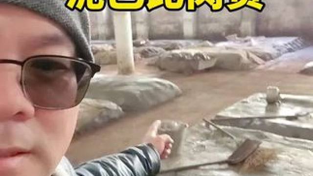 为什么酒窖的泥巴比肉贵？#养生酒 #鳄鱼 #酒知识科普 #鳄珍