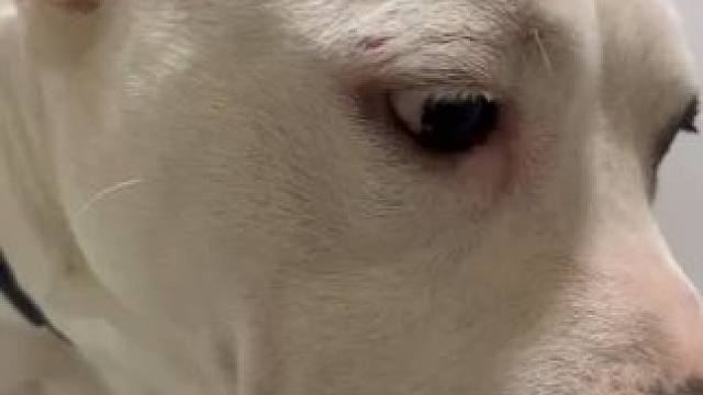 如果你的狗拉肚子了 一定要先去医院 马上过年了 花椒你又给我花上米了#斯塔福 #萌宠 #我的狗子