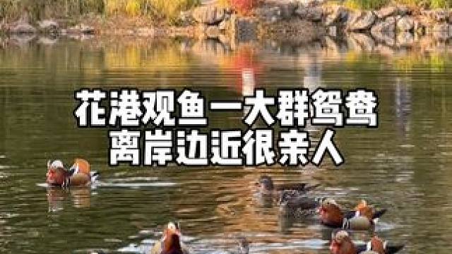 花港观鱼有好大一群鸳鸯，西湖鱼多不用投喂 花港观鱼有好大一群鸳鸯，真可爱啊，西湖里很多鱼它们能吃饱，