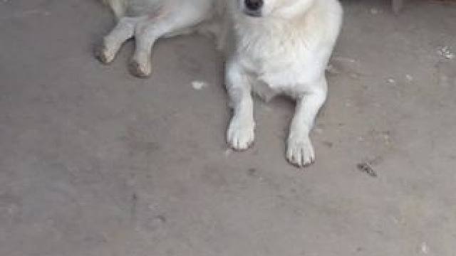 再见了，我的朋友，谢谢你陪我长大