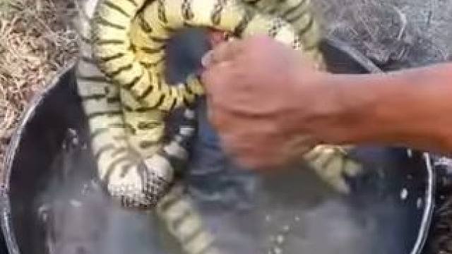 艾特你肾虚的朋友来补补身子！
#美食解说 #奇葩美食 #原始美味 #上热门