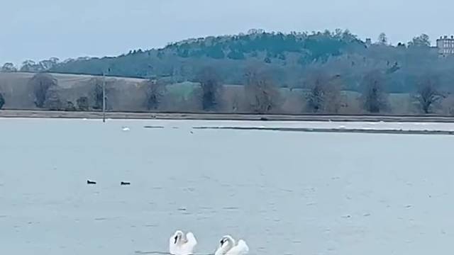 白羽赛靓丽，曲颈比高低。两者心相印，情话漫细语。