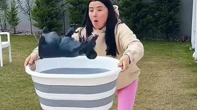 把老鼠装进盆里面，结局让人意想不到！#看一遍笑一遍 #意想不到的结局 #万万没想到 #老外真会玩 #