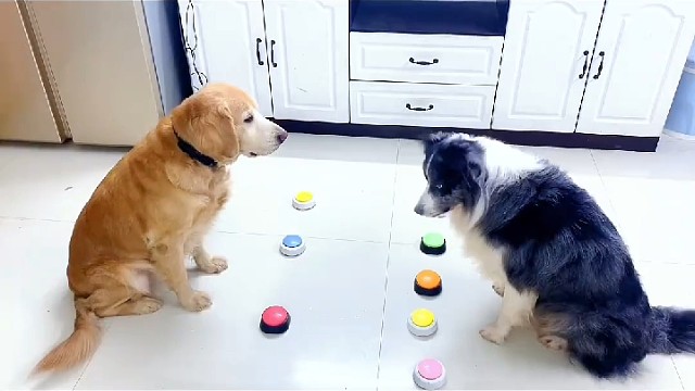 这狗子太会玩了吧