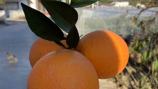 正宗的赣南脐橙，便宜卖了