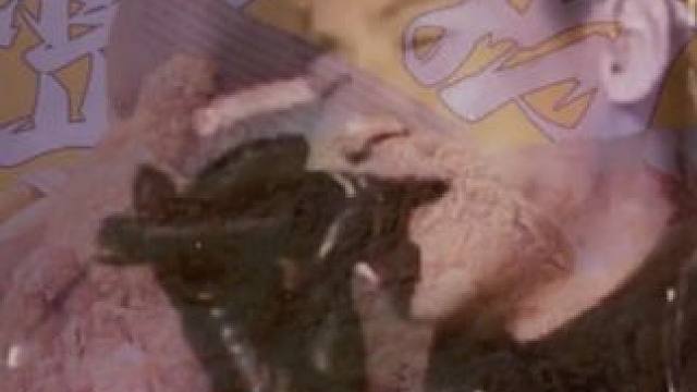 #偷心 炸鸡   #繁花 #繁花插曲偷心片段