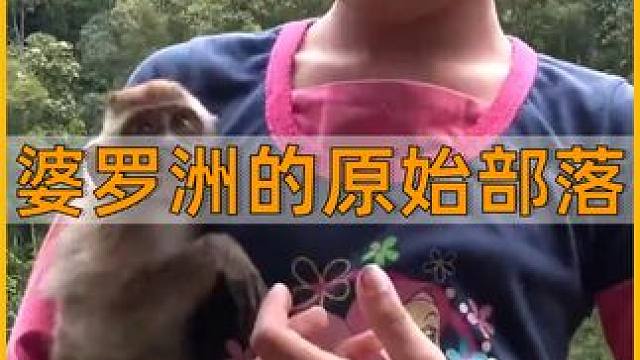婆罗洲的原始部落，把野猪和熊当宠物养，以采集燕窝和狩猎为生  #原始部落 #婆罗洲  #人文 #纪录