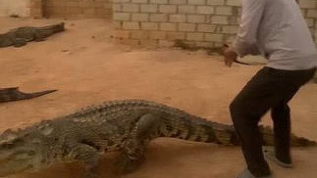 给鳄鱼打针，有见过吗？