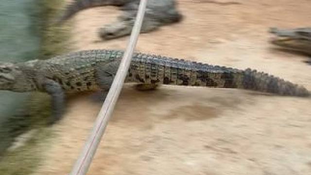 好久没赶鳄鱼了