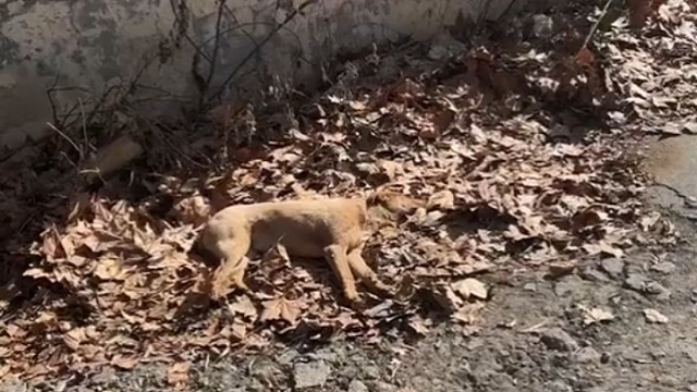 狗：前女友走到哪里都说我死了，晦气