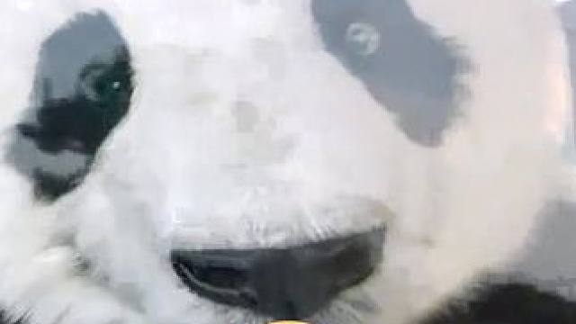 男子摔了一跤，竟能听到动物说话 #动物园先生  #我的观影报告