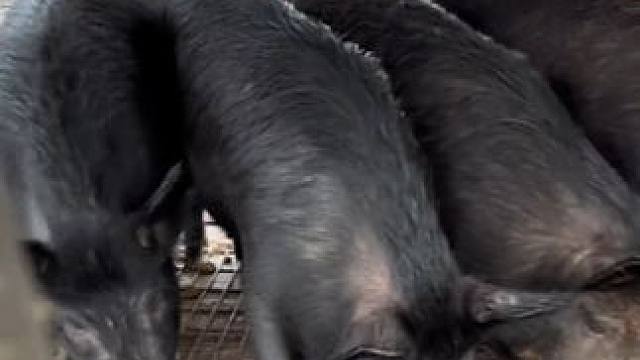 野生动物零距离~