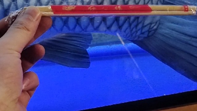 见过那么大的草鱼吗