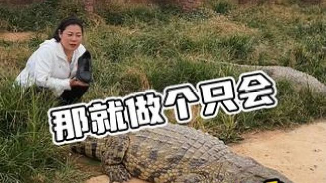 那就做个只会养鳄鱼的女人#鳄鱼 #鳄珍 #鳄鱼与牙签鸟  #鳄鱼养殖场