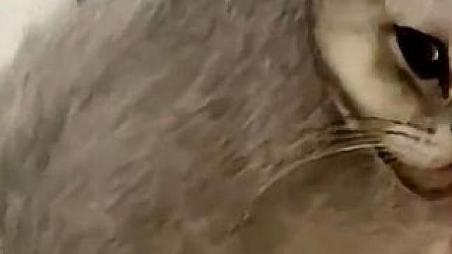 带娃哪有不疯的！ #搞笑 #萌宠 #沙雕 #动物带娃 #猫和狗