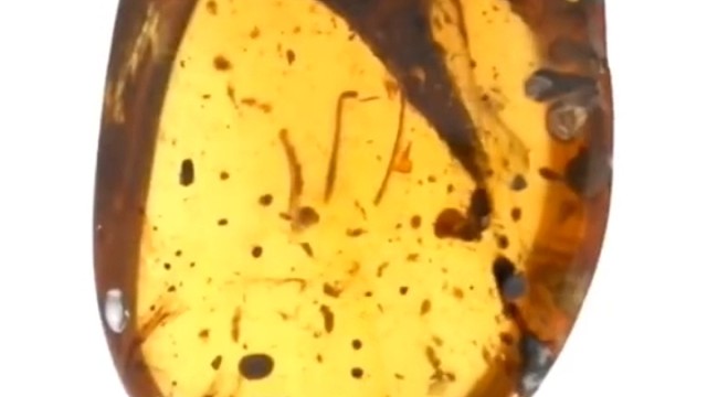 科学家发现最小恐龙化石，也有人质疑这是蜥蜴