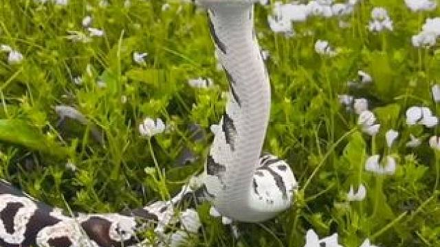 野生动物零距离~