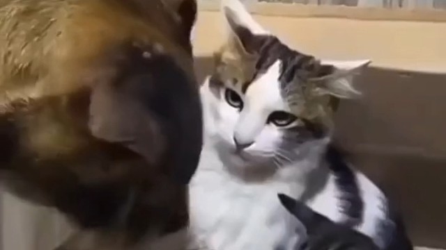 我就静静的看着你