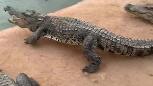 鳄鱼属于鱼吗？