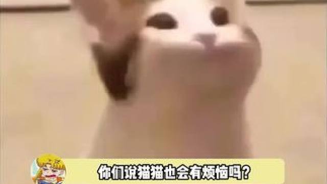 好可爱好可爱好可爱，猫猫的世界会在想什么呢？