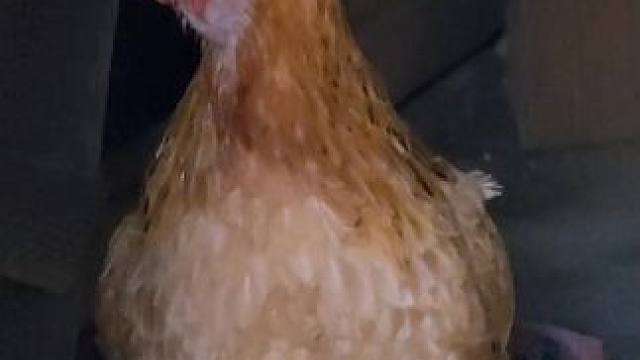 小表哥来小表哥，过来陪我把酒喝