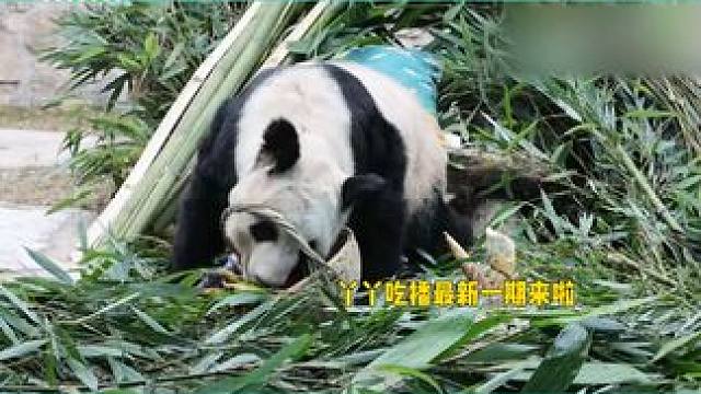 丫丫胖成了A字熊猫，一头埋进框子像洗脸，大口炫饭胃口超好 #熊猫丫丫 #明星八卦