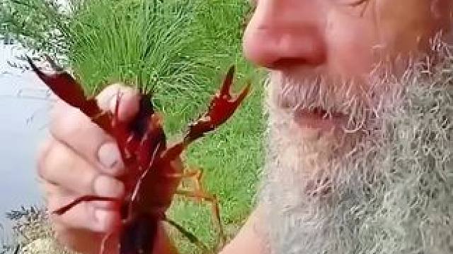 没事找事！#小龙虾 #神奇动物