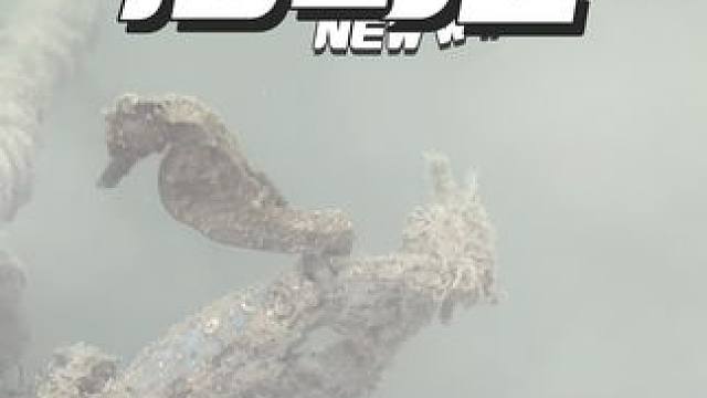 在海南5年第一次见到活海马2#米诺可#自由潜水 #潜水抓鱼 #第一视觉看海底捕鱼 #海岛生活