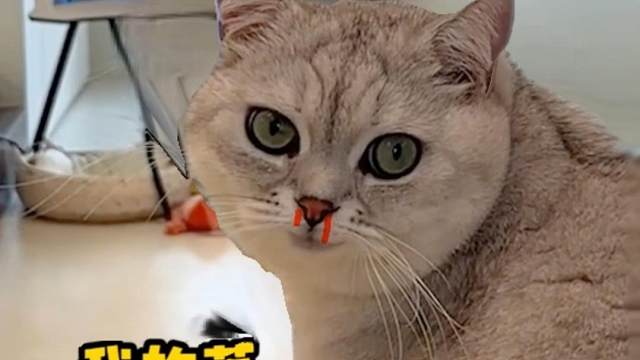 当我找了一个体育生上门保洁，我家猫的反应...#cleer耳机 #cleer耳机怎么样