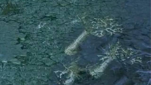 （三）大熊原声大碟，无解肥风行者