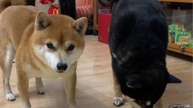 哈哈哈哈哈哈哈哈哈哈哈哈哈哈 
#柴犬 #谁能拒绝会旺财的修狗 #抖in萌宠计划 #萌宠好物