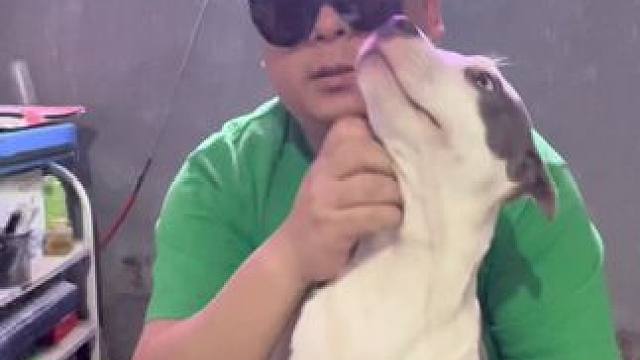 斯塔福圈里的假装男孩#斯塔福 #萌宠 #猛犬 #梦中情犬 #小奶狗