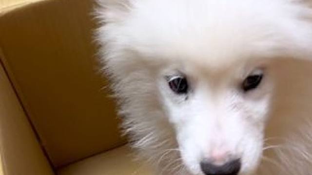 #萨摩耶 #萌宠日常记录 到家第一天，一点都不认生。#傻狗的日常