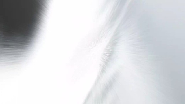 不许把自由的小猫叫流浪猫