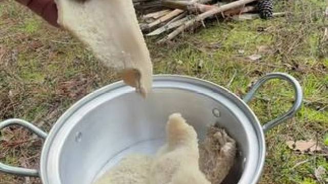 户外毛肚卷饼#露营报告