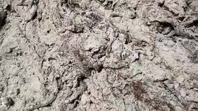 燕麦糖，有人吃过吗？小时候的味道#农村特产