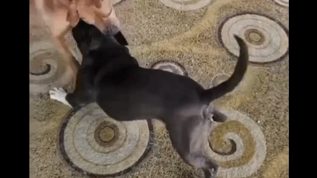 女生害怕，男的喜欢。不服可以来看看