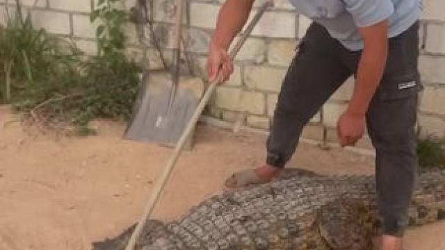 在厉害鳄鱼也有一天被我踩在脚下