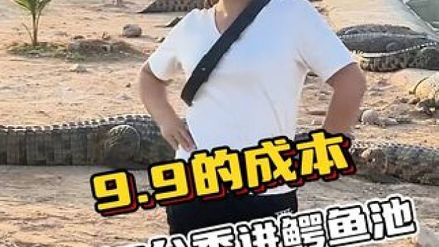 耗巨资9.9打造的鳄鱼池T台秀，麻烦大家看看能进维密吗？#鳄鱼 #鳄珍 #鳄鱼与牙签鸟皮带 #T台秀