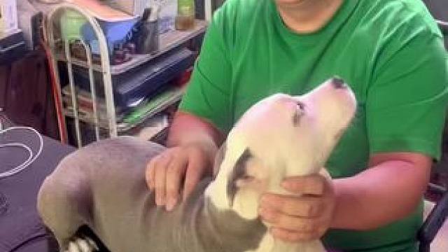 养狗人的吉祥话#过年氛围提前搞起来了 #斯塔福 #萌宠 #猛犬 #梦中情犬