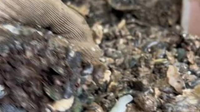 #原产地生蚝 生蚝就吃台山的